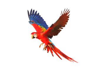 Scarlet macaw parrot flying isolated on transparent background png file
