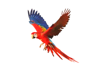 Foto auf Glas Scarlet macaw parrot flying isolated on transparent background png file © Passakorn