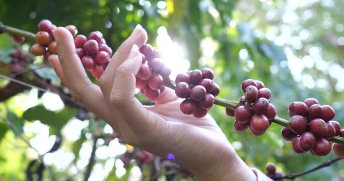 hands with coffee seeds on a coffee tree during sunset,Coffee beans on tree,farmers and harvest
