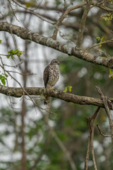 Crested hawk eagle perched in a branch