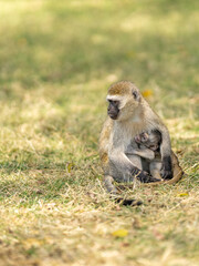 Eating langur. Closeup portrait of Tufted gray langur (Semnopithecus priam), also known as Madras gray langur, and Coromandel sacred langur
