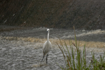 ardea alba/ white heron portrait africa kenya