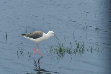 Black-winged Stilt, Himanthopus himantophus, black and white bird with long red legs, in the nature habitat, water pond, India. Wildlife scene from nature, Mana Pools NP, Zimbabwe in Africa.