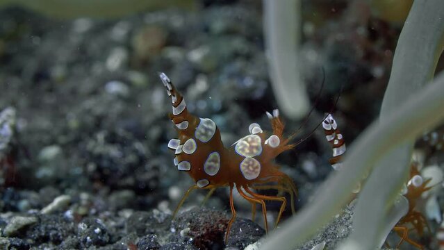 Squat shrimp (Thor amboinensis).
Indo-Pacific, 1,6 cm, on anemones, bubble corals.
ID: orange with opaque white blue-bordered spots.