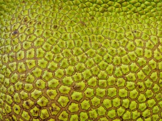 The outer surface of the jackfruit bark is rough. Close-up, macro shot.