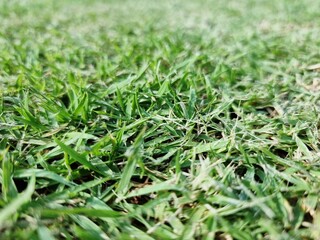 The background image is grass. Real grass football field. Take close-ups, macro shots, select a specific focus.