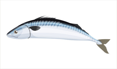 Realistic herring oily fish isolated on a white background. Fresh seafood ingredient image for restaurant menu. Atlantic Ocean sardine. Catches Pacific fish for cooking dishes. Vector illustration