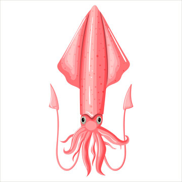 Squid of pink color design flat. Seafood squid with tentacles isolated on white background. Delicacy for gourmet. Wildlife underwater world. Ocean creature sea food image for menu. Vector illustration
