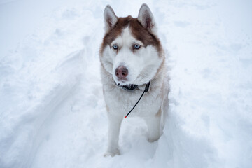 winter white with orange husky in a snowy forest