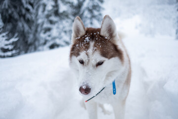 winter white with orange husky in a snowy forest