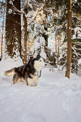 Husky dog in winter snowy sunny forest. Winter snowy landscape. Outdoor fun with pet.
