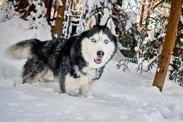 Naklejka premium Husky dog portrait in winter snowy sunny forest. Outdoor fun with pet.