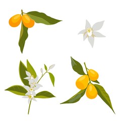 A set of illustrations with branches and fruits of oranges and flowers on a white background, digital drawing.