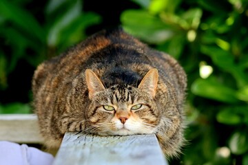 Fat tabby cat staring at the camera