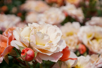 白いバラ（鶴見緑地）