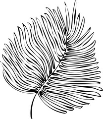 Hand-drawn feather like a leaf on white background