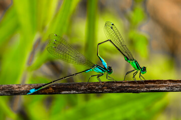 Pair of dragonflies copulating on small branch. - 556247651