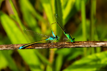 Pair of dragonflies copulating on small branch. - 556247653