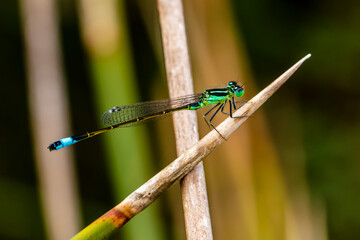 Colorful dragonfly on small branch. - 556247655