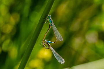 Pair of dragonflies copulating on small branch. - 556247659