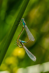 Pair of dragonflies copulating on small branch. - 556247671
