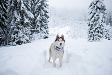 portrait of a husky with a snowy nose
