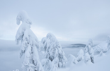 winter snowy trees in the mountains
winter in the mountains