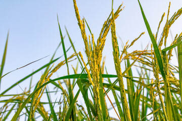 young green rice seeds closeup