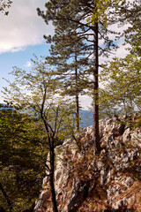 Nature and national park Tara mountain landscape..