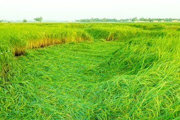 downed rice fields because of wind