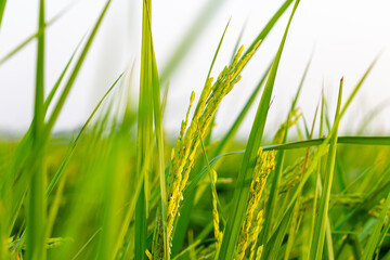 Naklejka premium young green rice seeds closeup