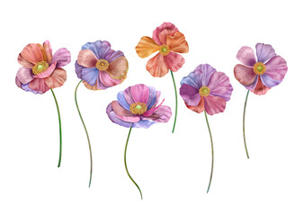 Colorful  watercolor Buttercup flowers set isolated on white Summer floral botanical illustration Stylized rainbow Anemone flowers