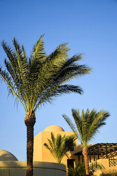 Roof with domes of arabic building and palm trees on hot sunny day against clear sky. Egyptian house exterior. Copy space. Vertical photo. Selective focus.
