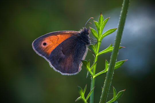 รูปภาพMotyl – เลือกดูภาพถ่ายสต็อก เวกเตอร์ และวิดีโอ8,153 | Adobe Stock