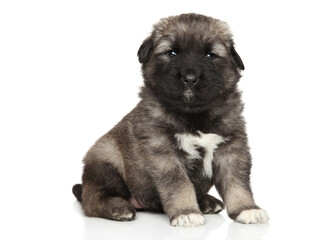 Caucasian Shepherd puppy on a white background