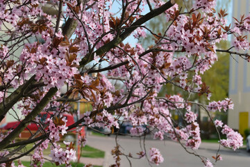 kwitnące drzewa owocowe  w  miejskim klimacie