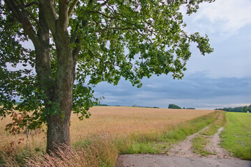 wiejski krajobraz z widokiem na zabudowania © Zdzisław60
