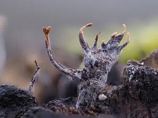 Fototapeta premium Vielgestaltige Holzkeule (Xylaria polymorpha)