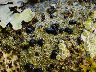 Flechten in der Eifel