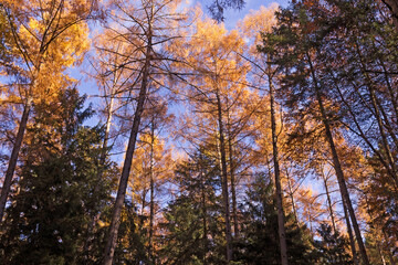 Hochwald mit Fichten und Lärchen im Herbst