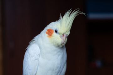 full length portrait of a yellow parrot cockatiel