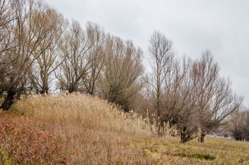 Fototapeta premium A panoramic view of the shores of the lake covered with autumn grass.