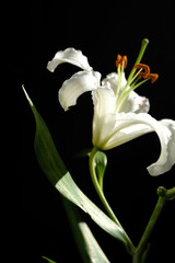 white lily flower