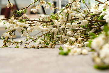 White hawthorn blossom on twigs, place for copy space and inscription.