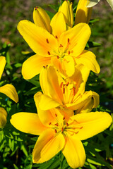 The flower is a yellow lily among the green grass