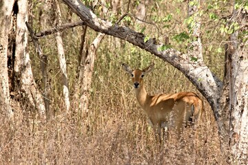 Cape Bushbuck /Tragelaphus sylvaticus/ in Mole National Park. Ghana. Africa.