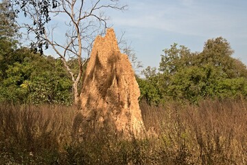 Giant termite mound in Mole National Park. Ghana. Africa.
