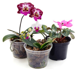 Three orchids in pots.