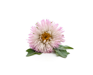 One pink chrysanthemum.