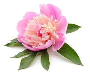 Pink beautiful peony.